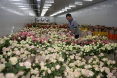 鮮花冷庫建設與運營標準規(guī)范：保障鮮花品質(zhì)的
